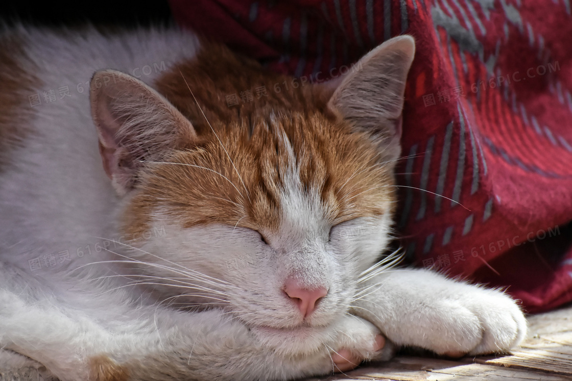 在窝里酣睡的猫猫特写摄影高清图片