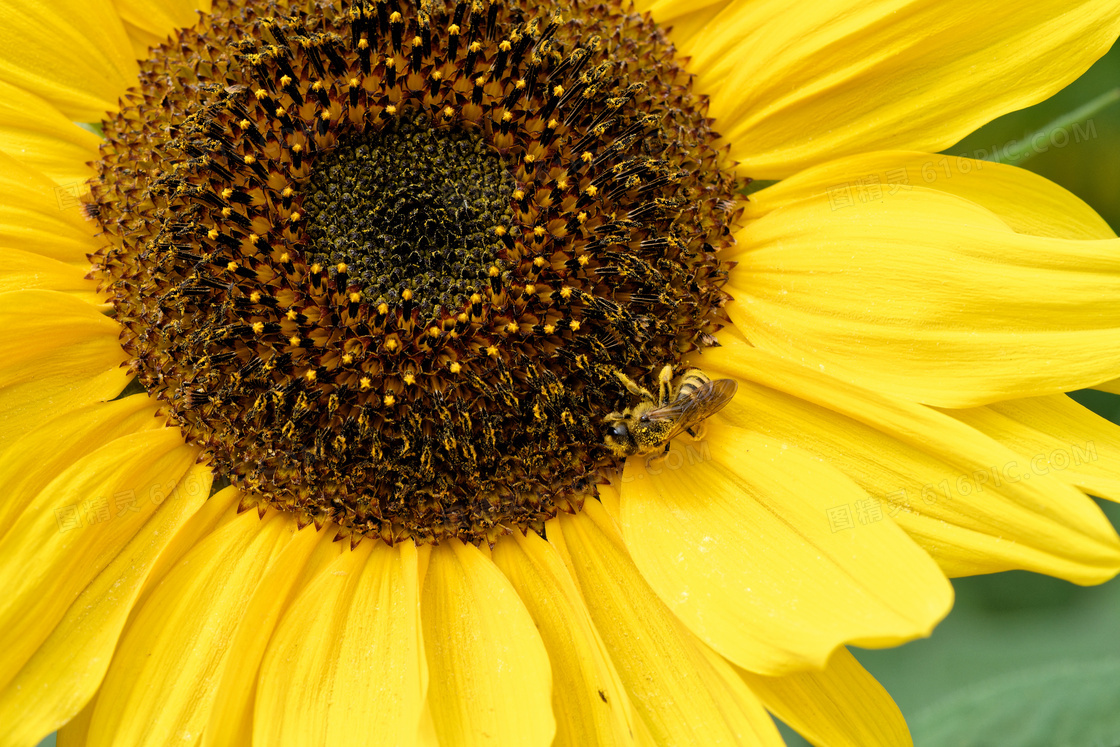 大朵向日葵上的小蜜蜂摄影高清图片