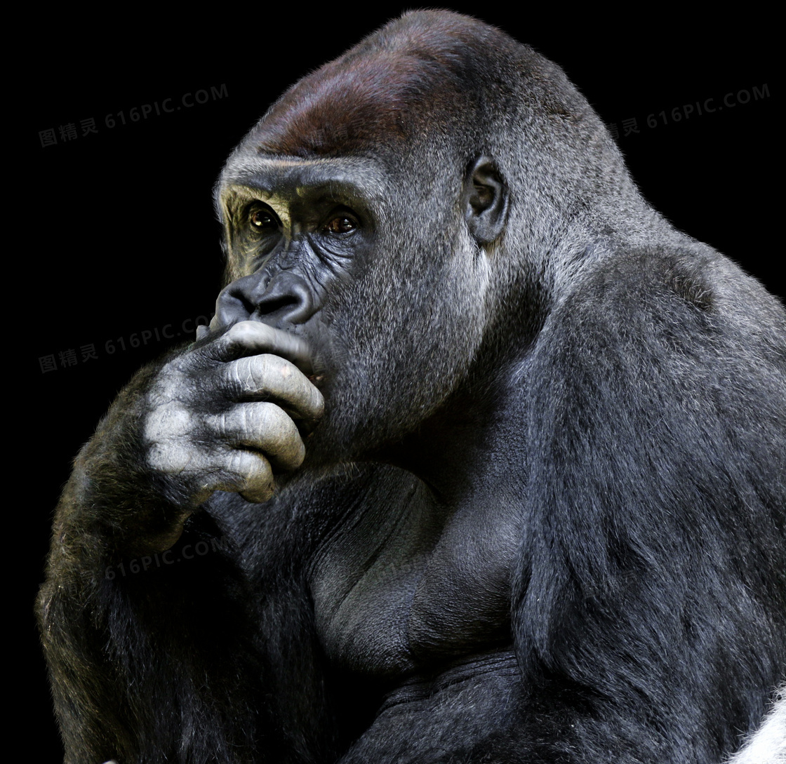 捂着嘴巴的大猩猩特写摄影高清图片