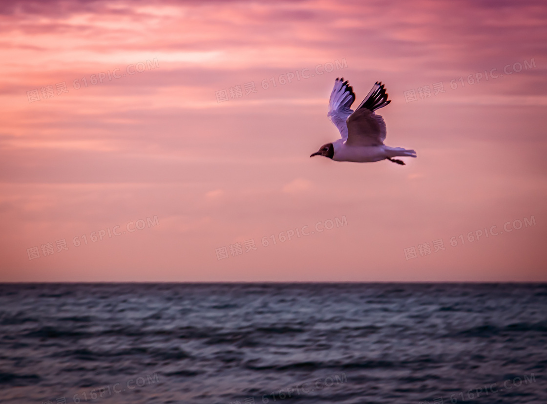 辽阔海面上翱翔的海鸥摄影高清图片