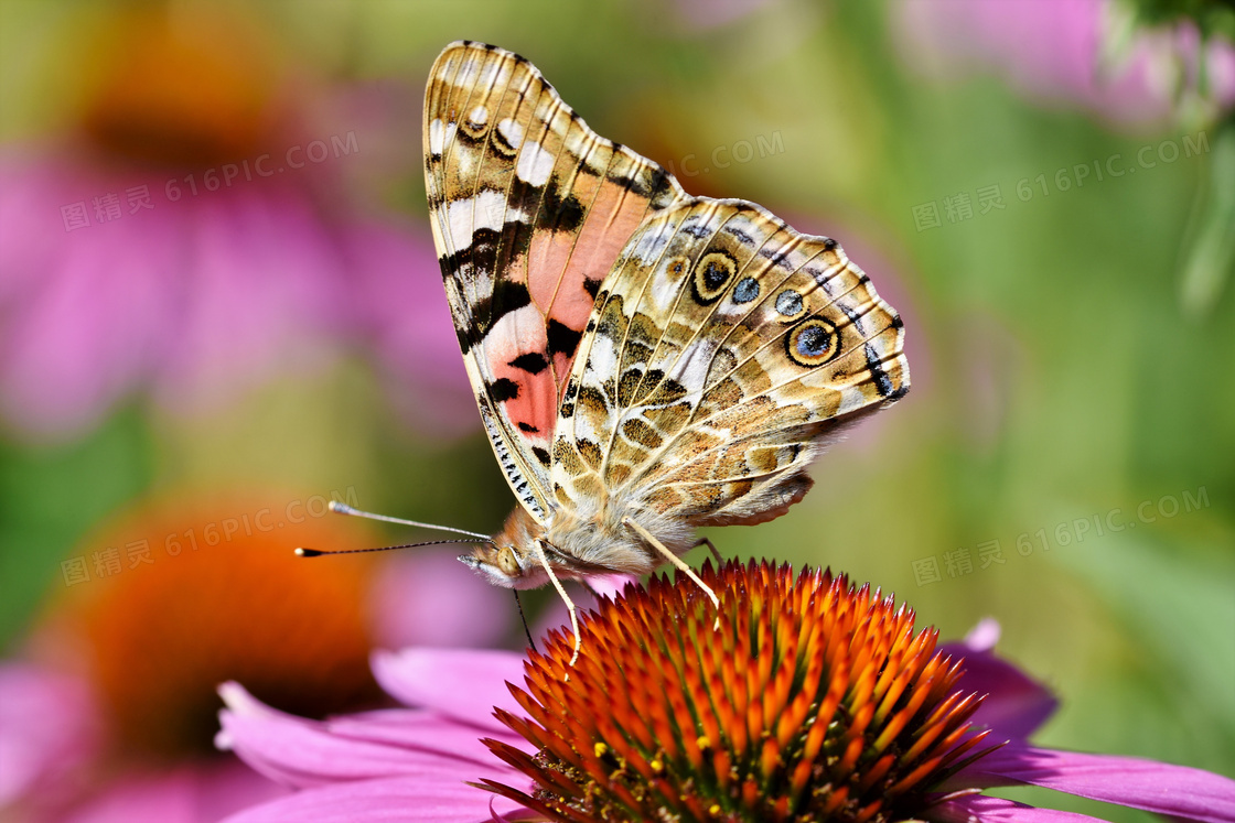 在繁忙授粉的蝴蝶特写摄影高清图片