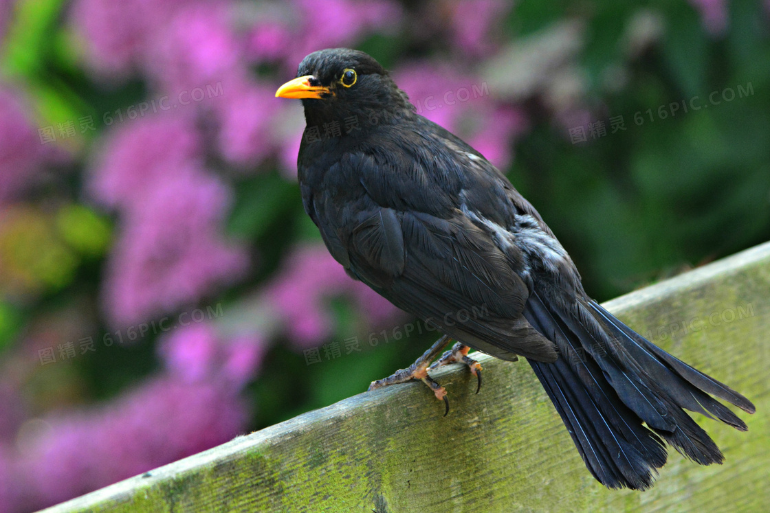 一只黑色的鸟近景特写摄影高清图片