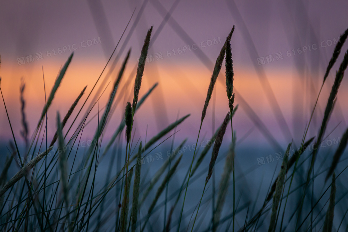 黄昏晚霞映衬下的草丛摄影高清图片