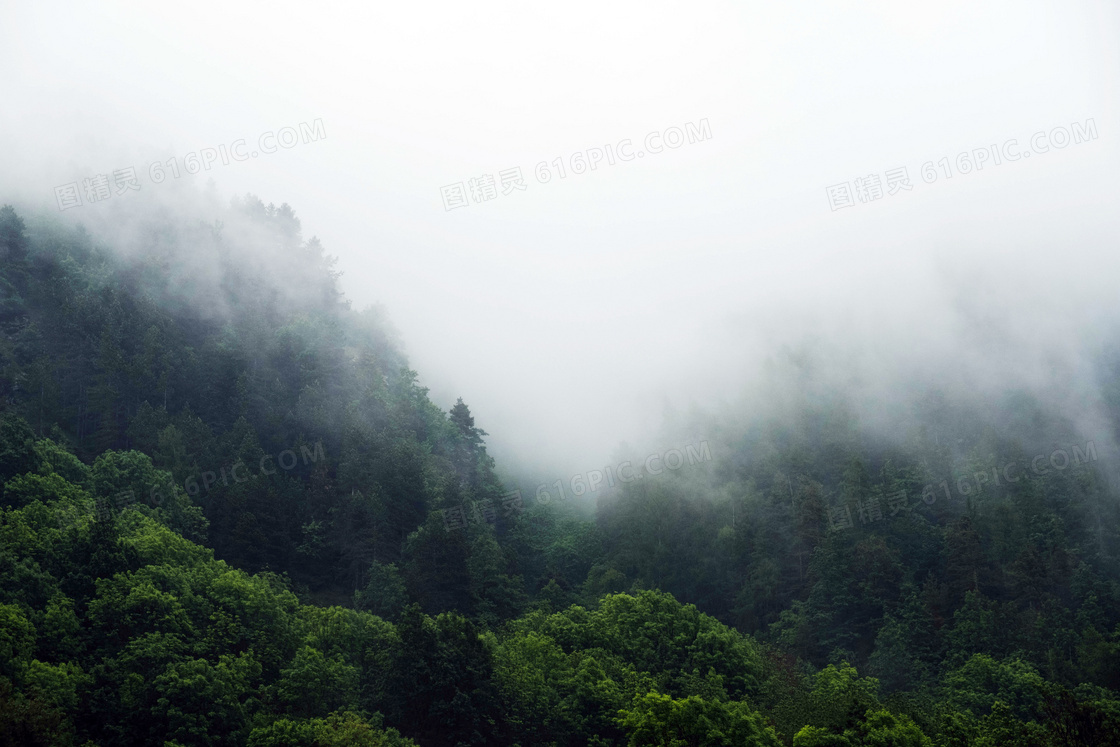 雾气笼罩的森林景观摄影图片