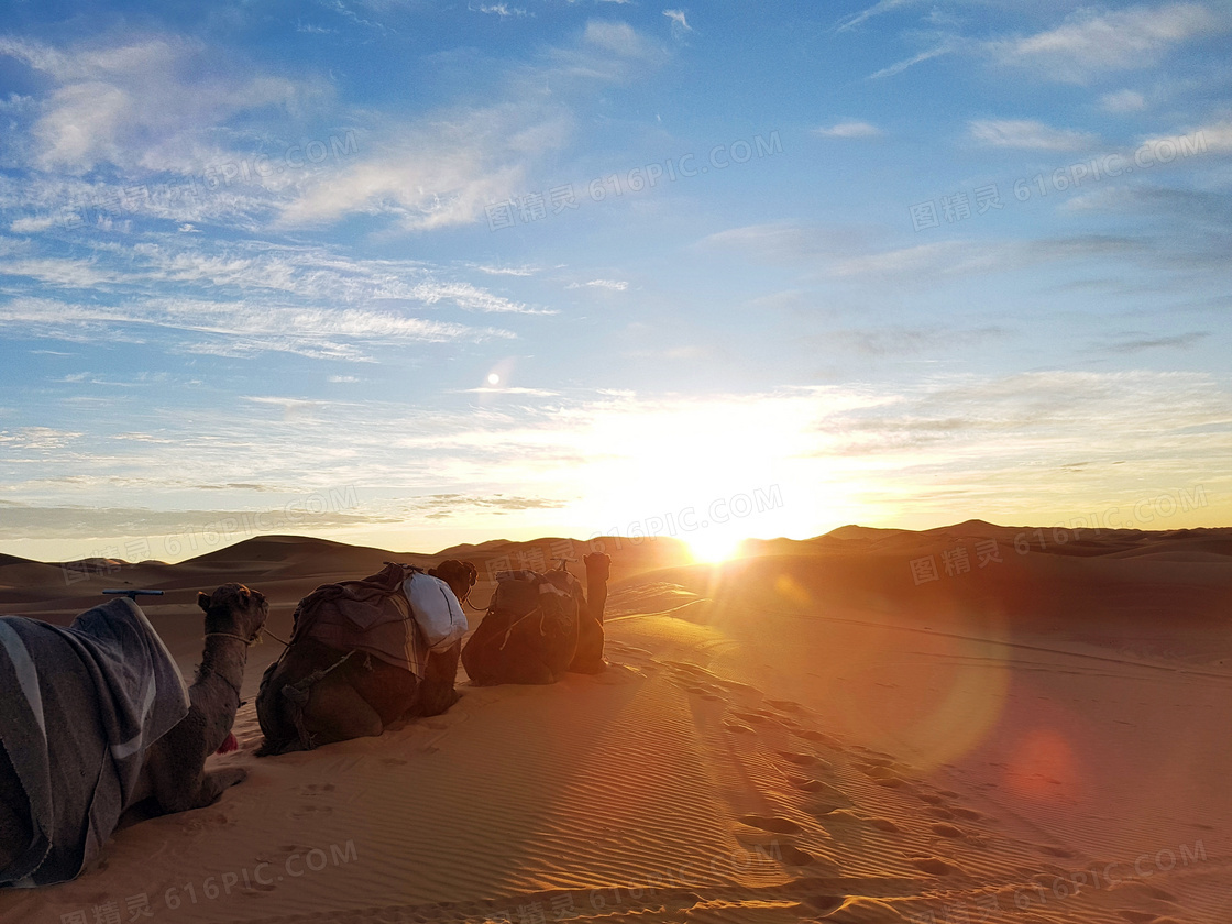 沙漠中的骆驼摄影图片