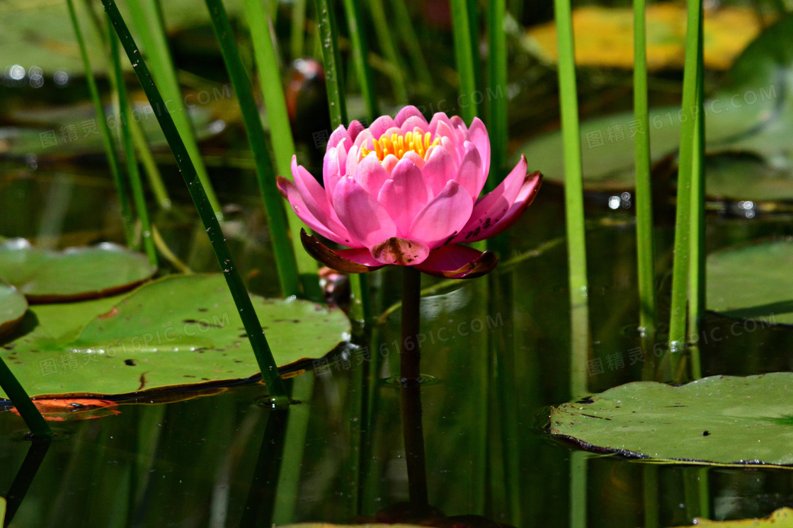 生长在水中的粉红鲜花摄影高清图片