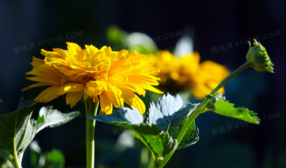一朵黄色菊花植物特写摄影高清图片