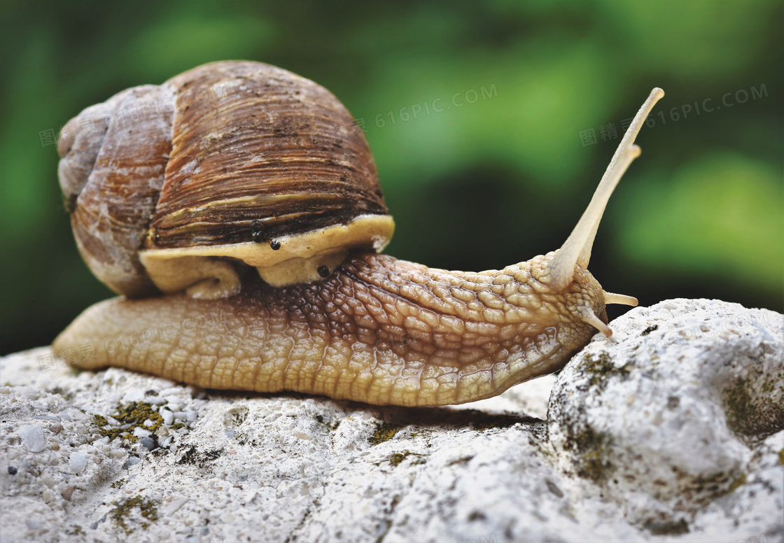 岩石上爬行的蜗牛特写摄影高清图片