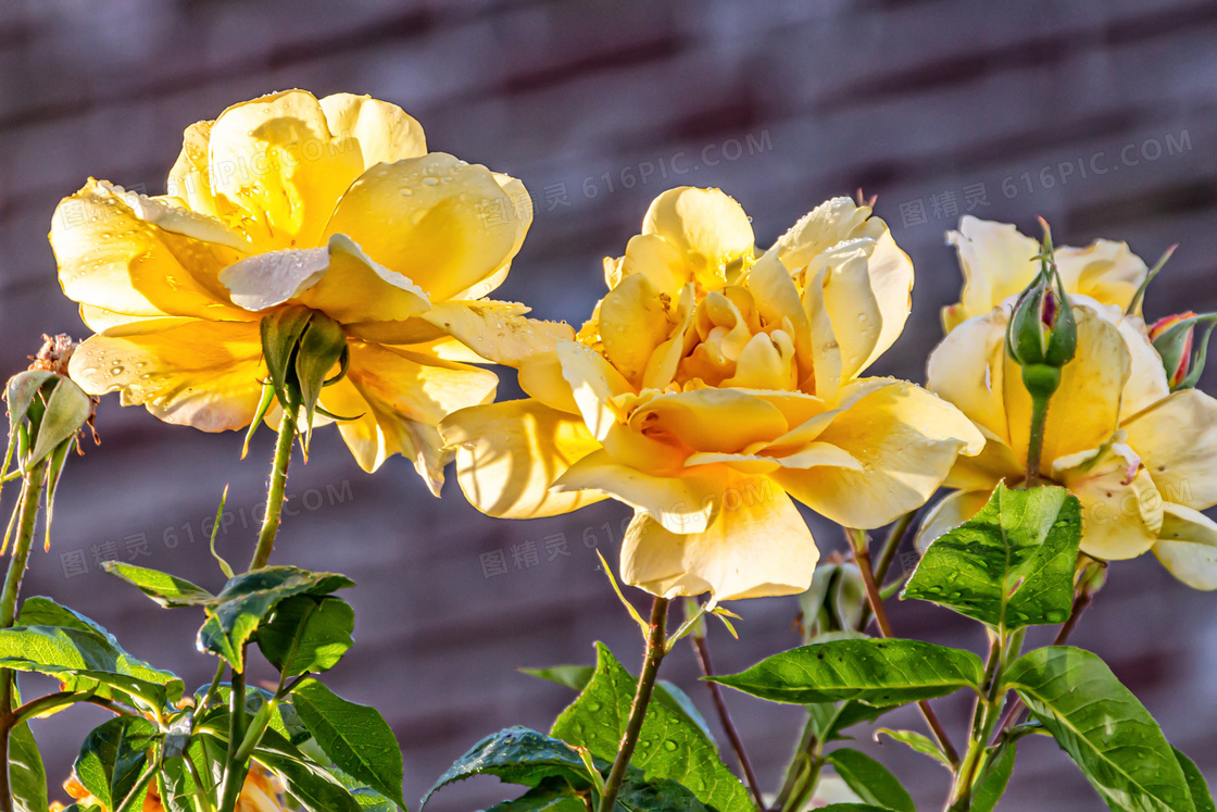 花期绽放的黄玫瑰特写摄影高清图片