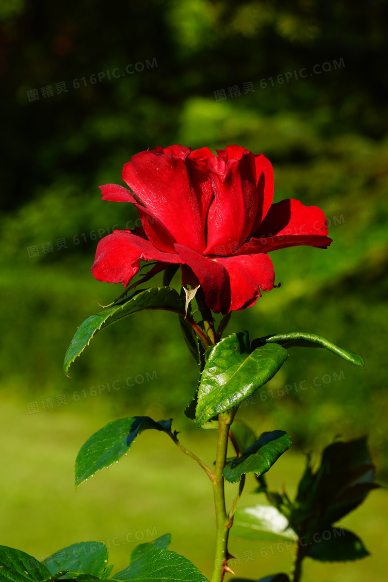 大红色的玫瑰鲜花植物特写高清图片