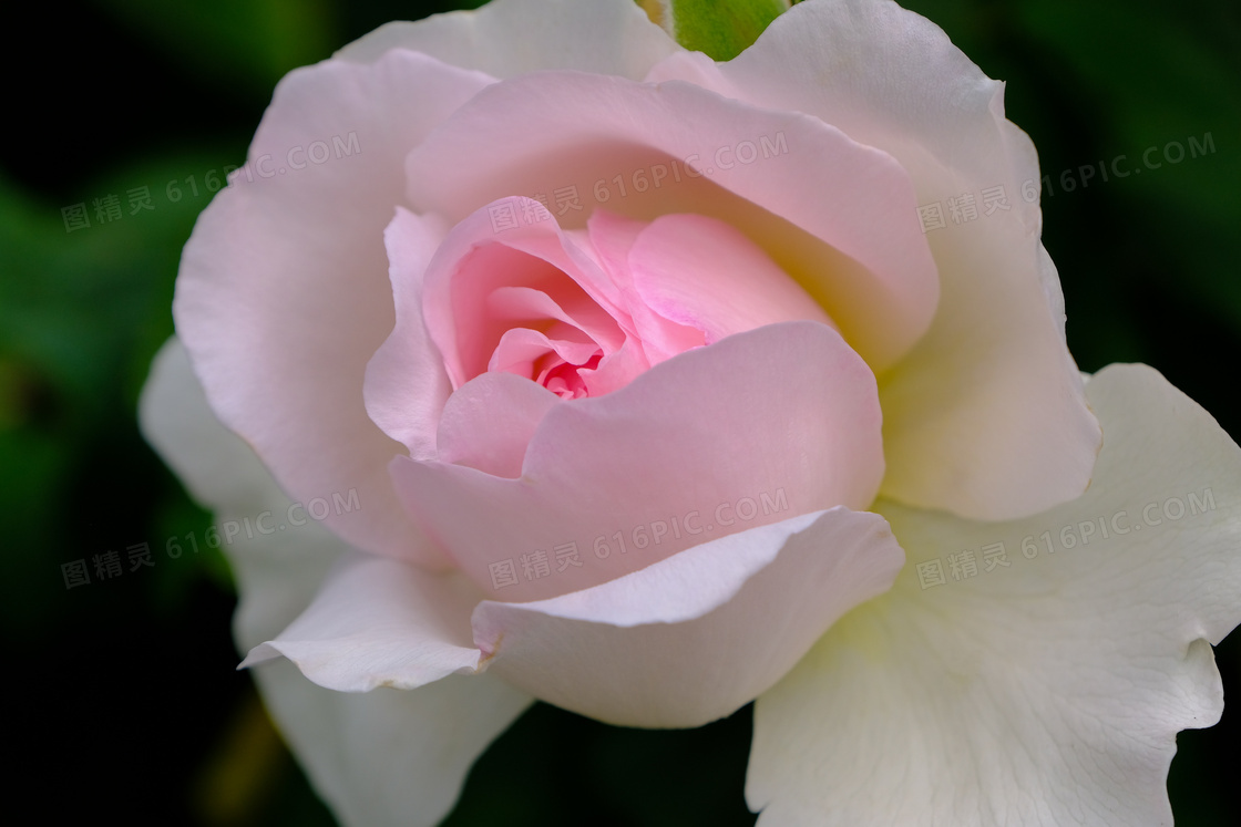 粉红色的玫瑰鲜花特写摄影高清图片