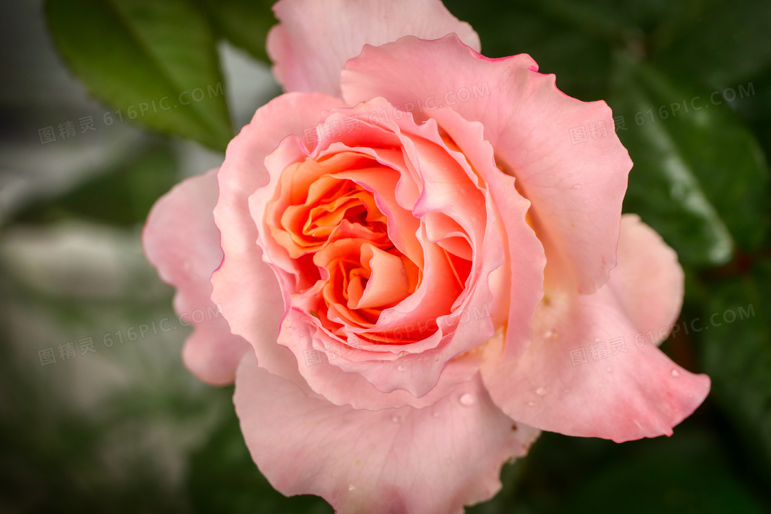 落有水珠的玫瑰花特写摄影高清图片