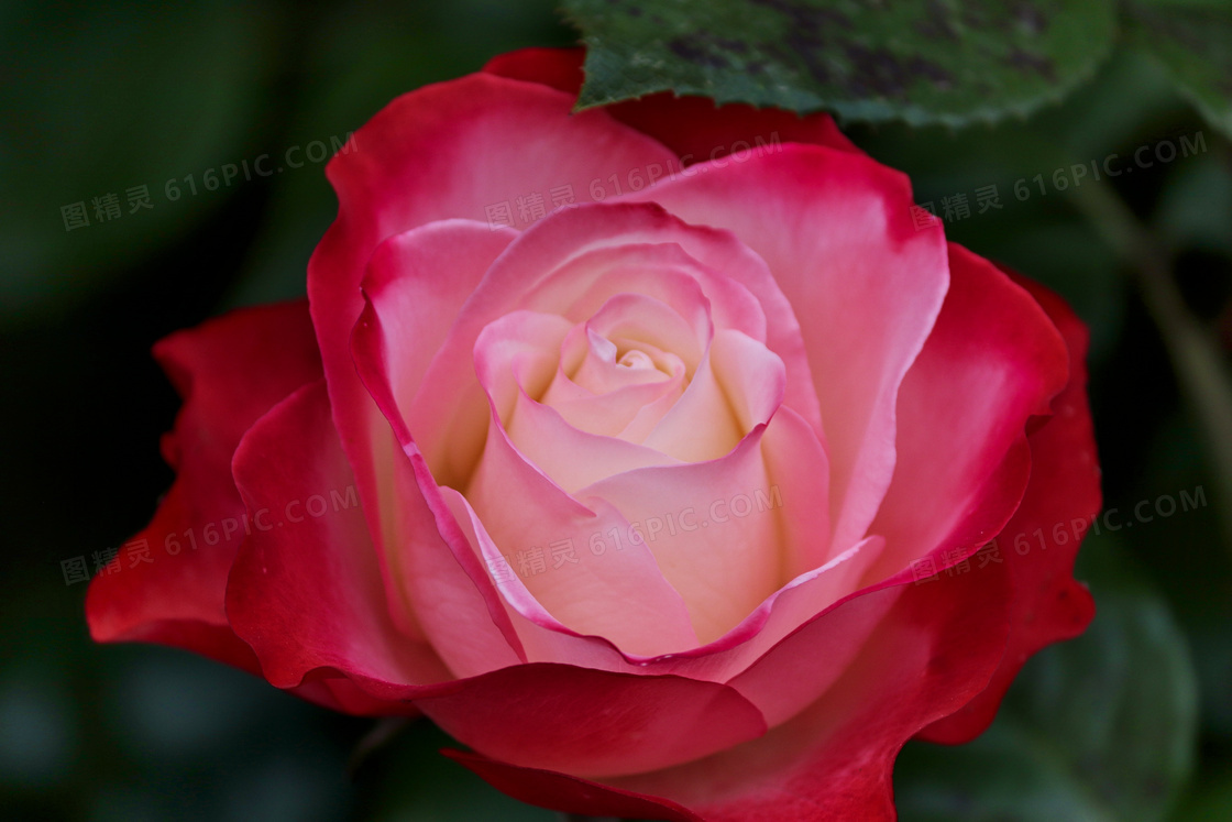绽放的大朵红玫瑰特写摄影高清图片