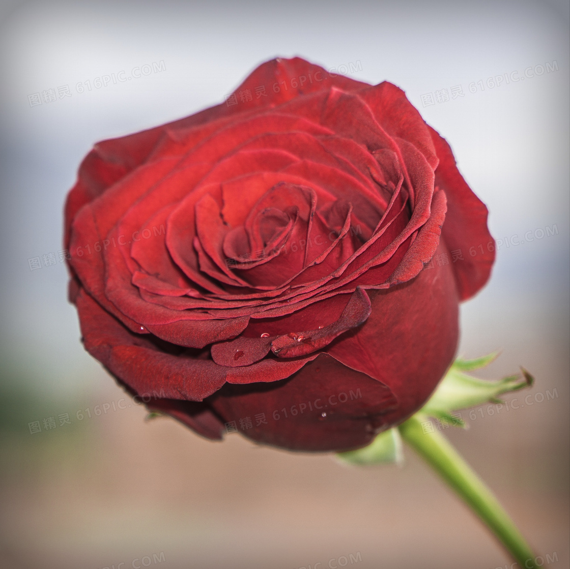 一束红色的玫瑰花特写摄影高清图片