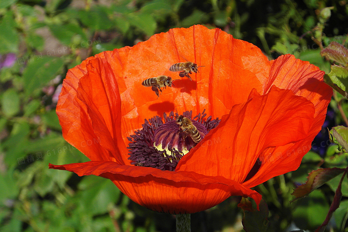 引来蜜蜂造访的罂粟花摄影高清图片