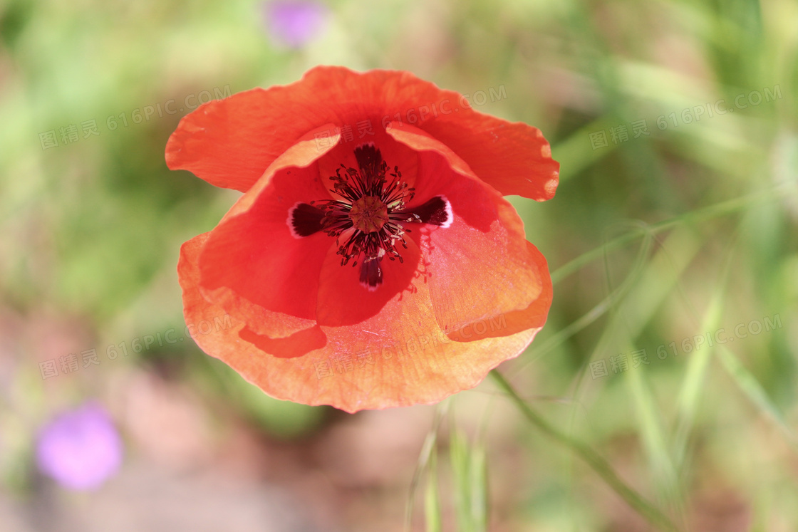 红色鲜艳的罂粟花特写摄影高清图片