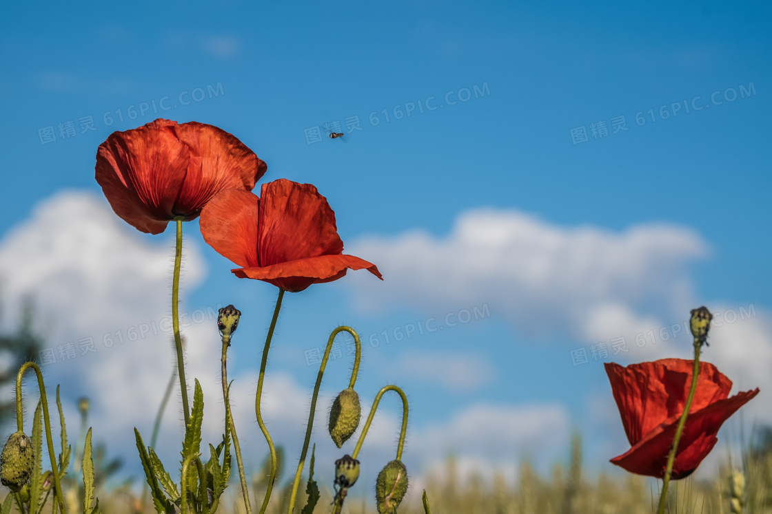 蓝天白云下的红色花朵摄影高清图片