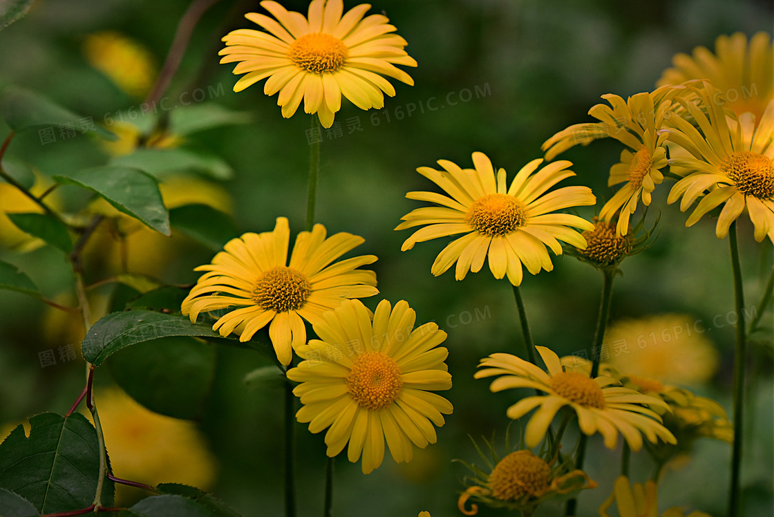 在花期绽放的黄色菊花摄影高清图片