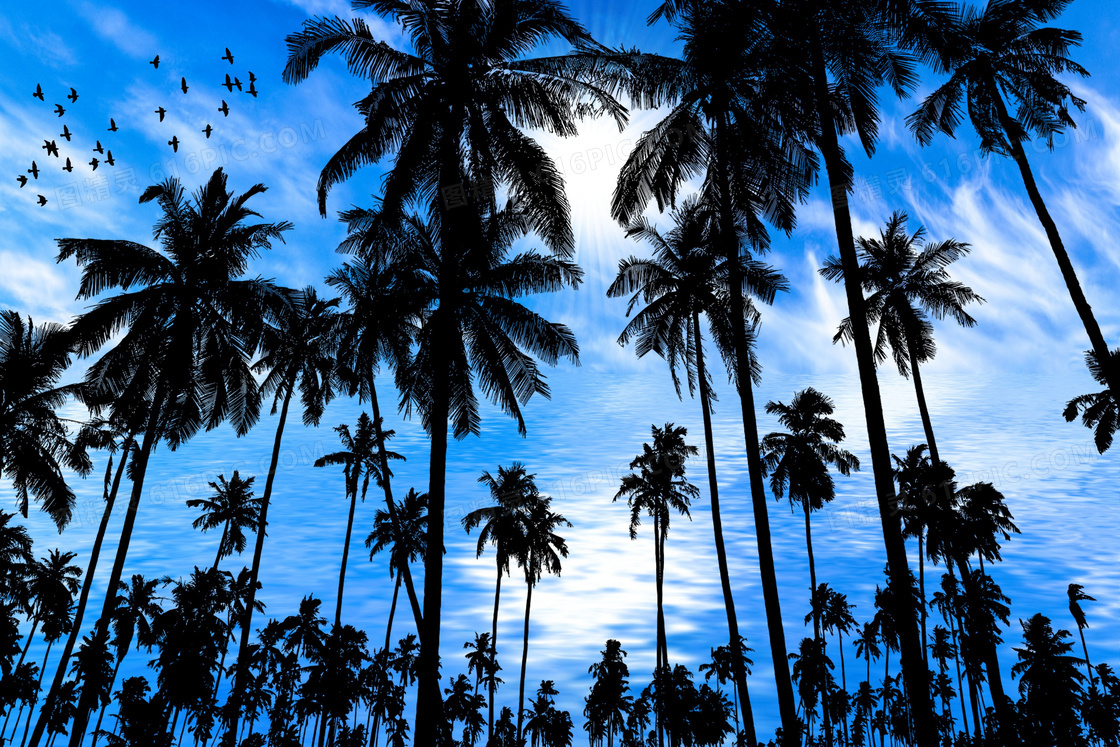 海天一色椰树自然风光摄影高清图片
