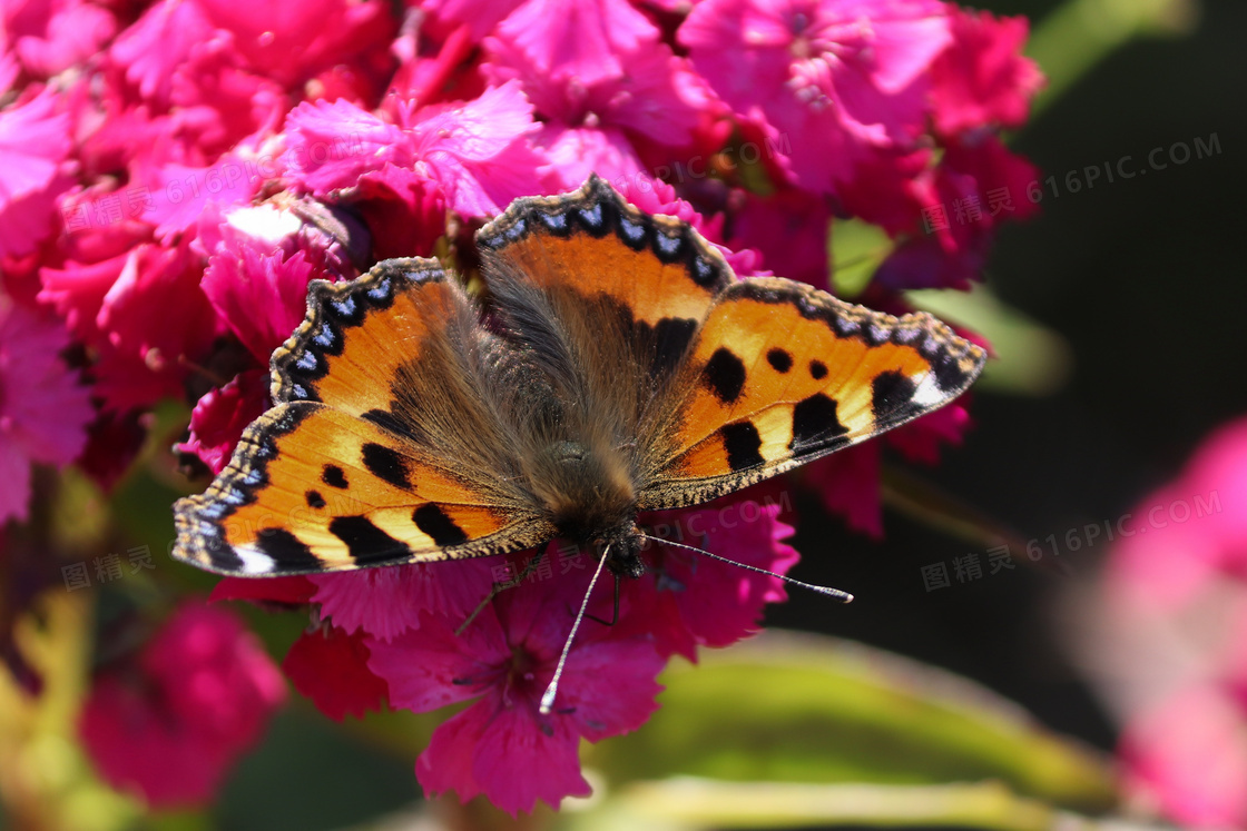停在鲜艳花朵上的蝴蝶摄影高清图片