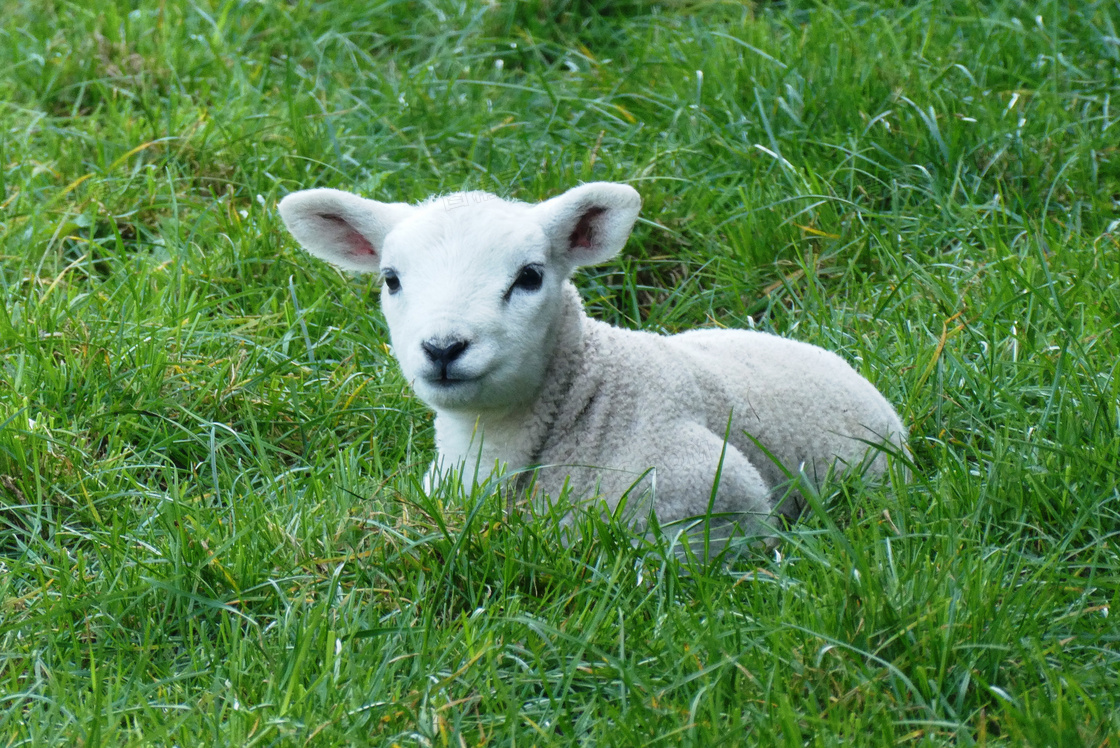 卧在草地上的温顺小羊摄影高清图片