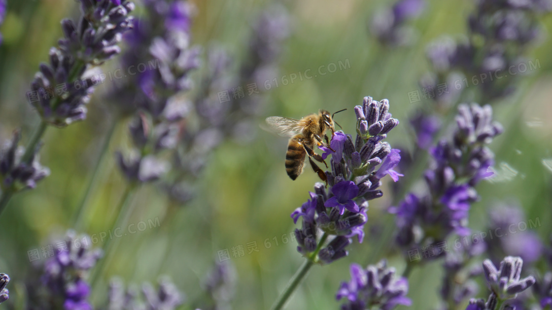 在薰衣草上采蜜的蜜蜂摄影高清图片