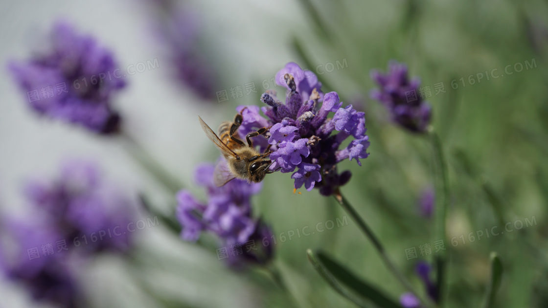 被花香吸引的蜜蜂特写摄影高清图片