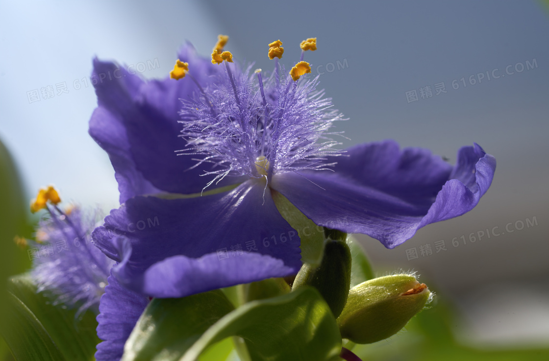 毛绒绒花蕊的紫色花朵摄影高清图片