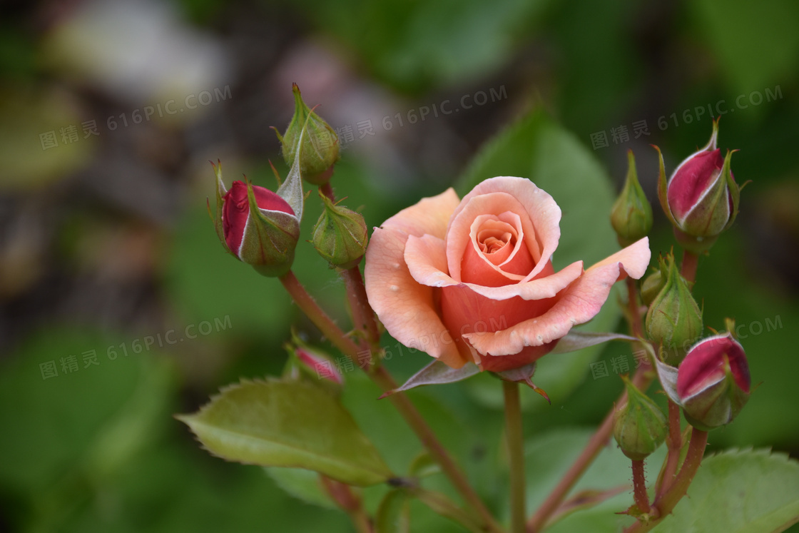慢慢绽放的玫瑰花特写摄影高清图片
