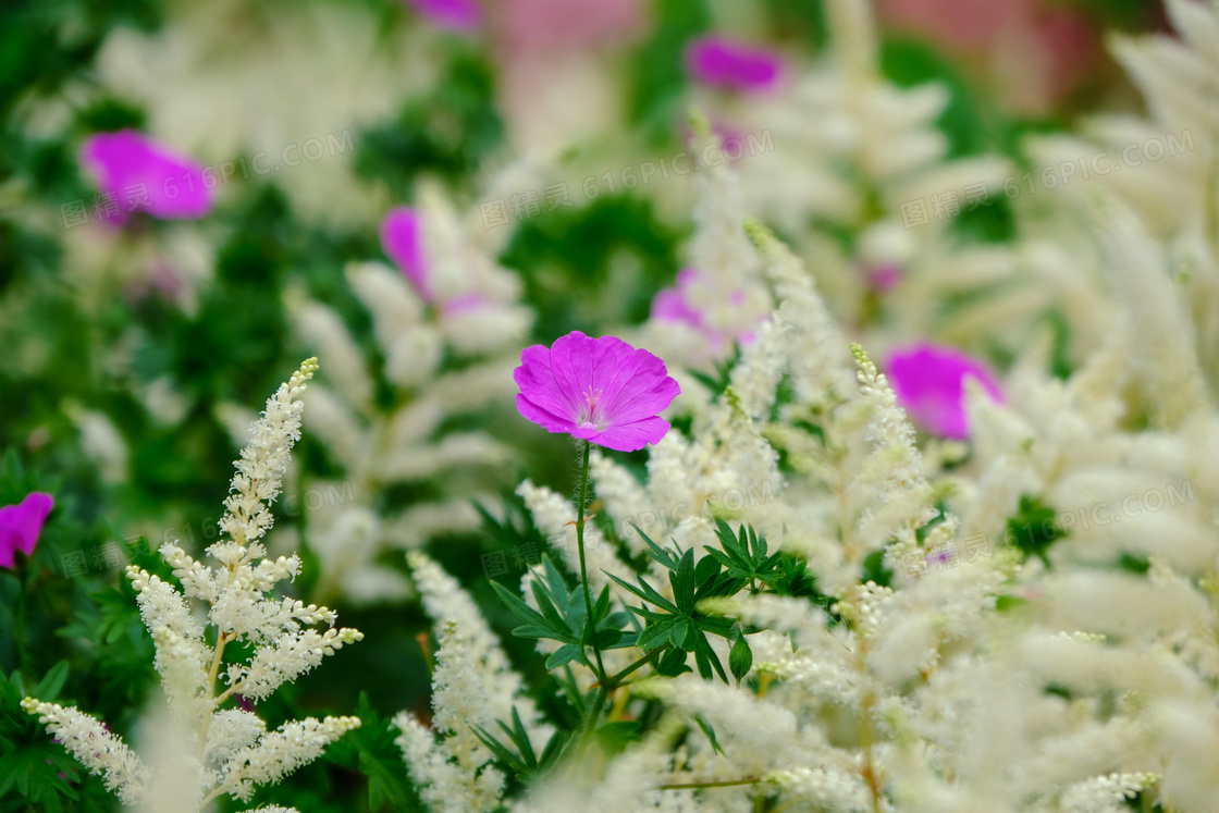 草丛中的鲜艳花朵特写摄影高清图片