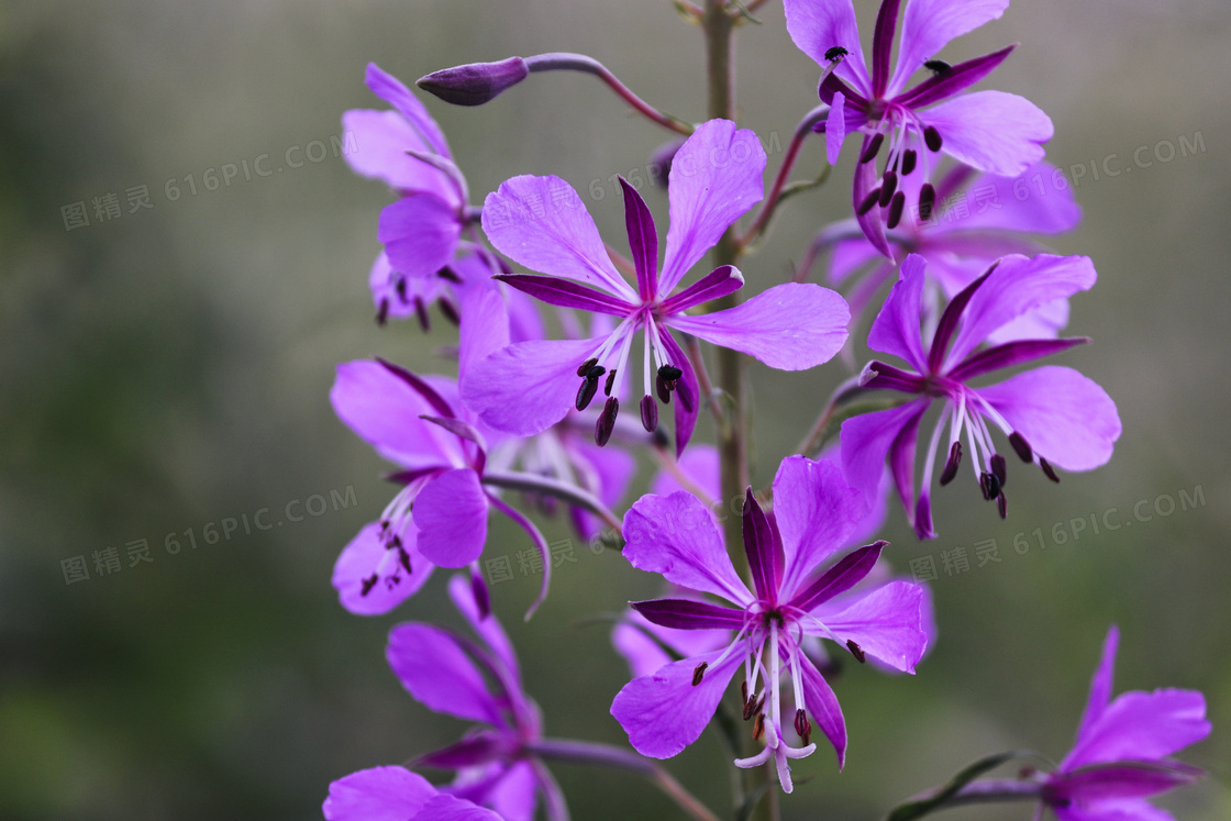 盛开着的紫色小花特写摄影高清图片