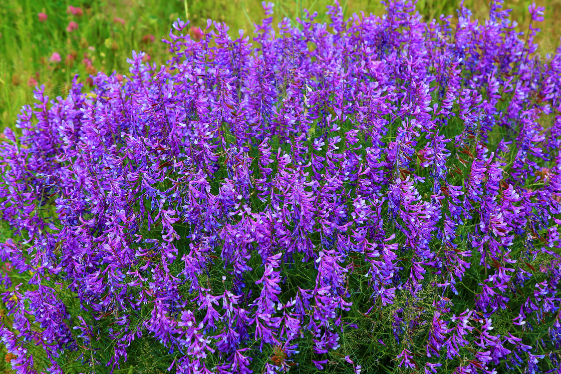 24种紫色花图片图片