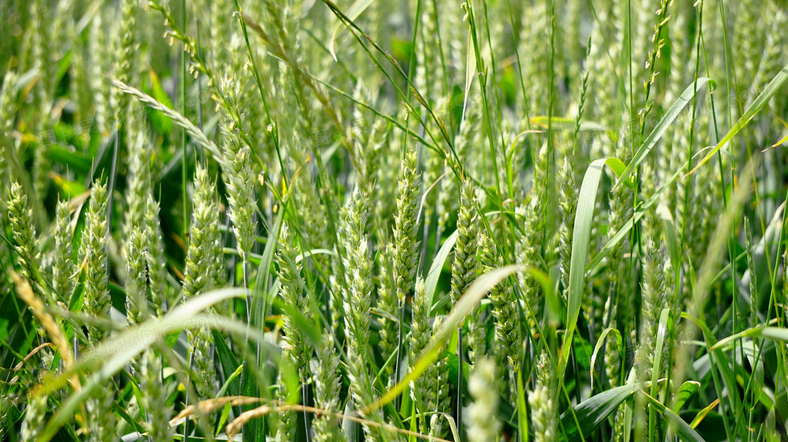 农田灌浆期的小麦风景摄影高清图片