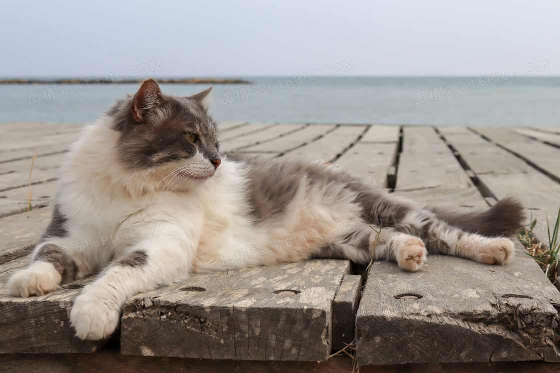 木板上优哉游哉的猫咪摄影高清图片