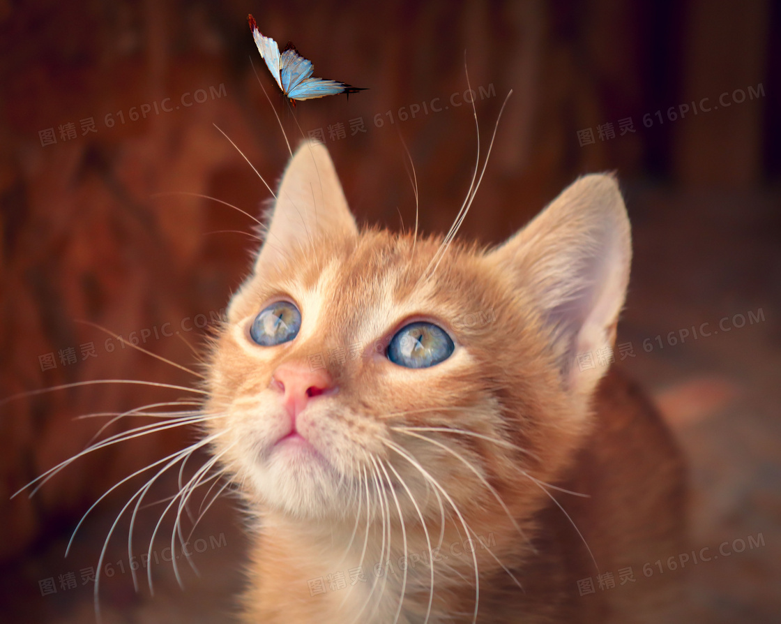 被蝴蝶吸引注意的小猫摄影高清图片