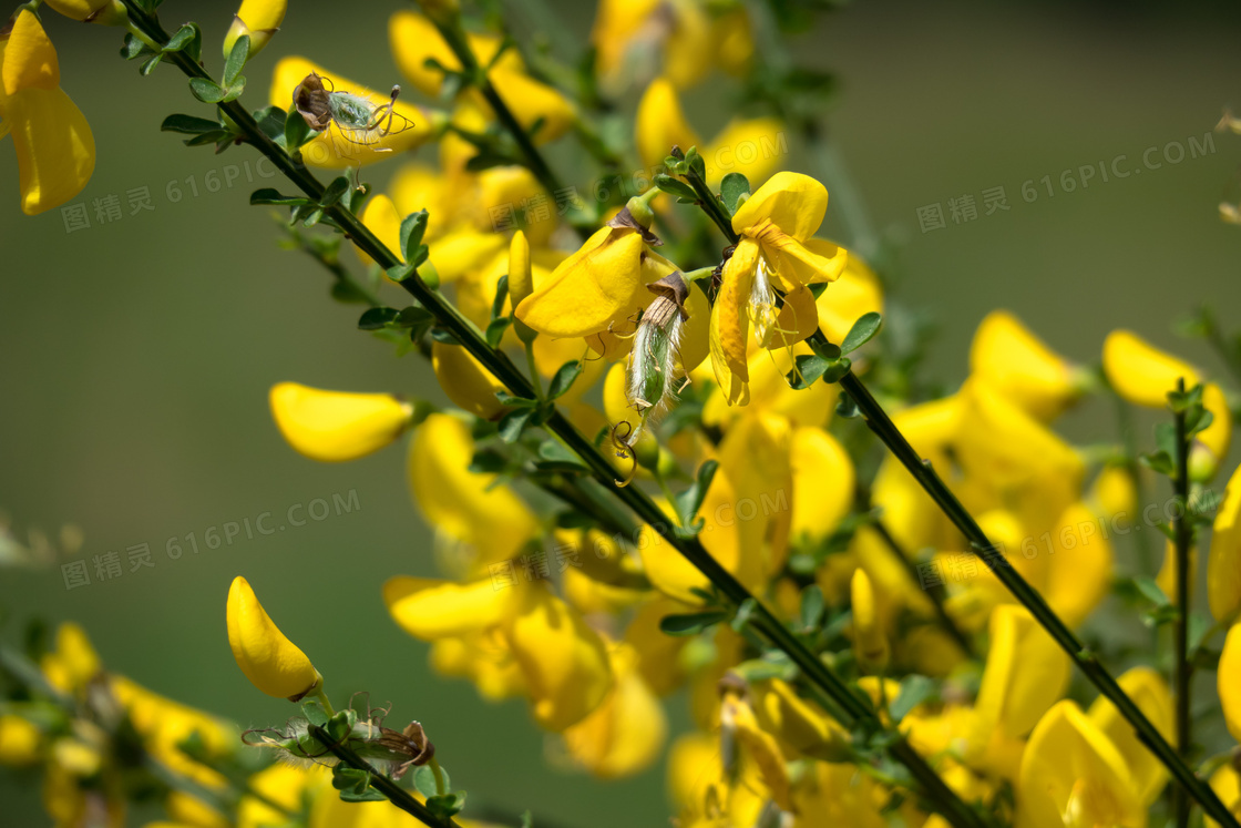 枝叶上的黄色鲜花特写摄影高清图片