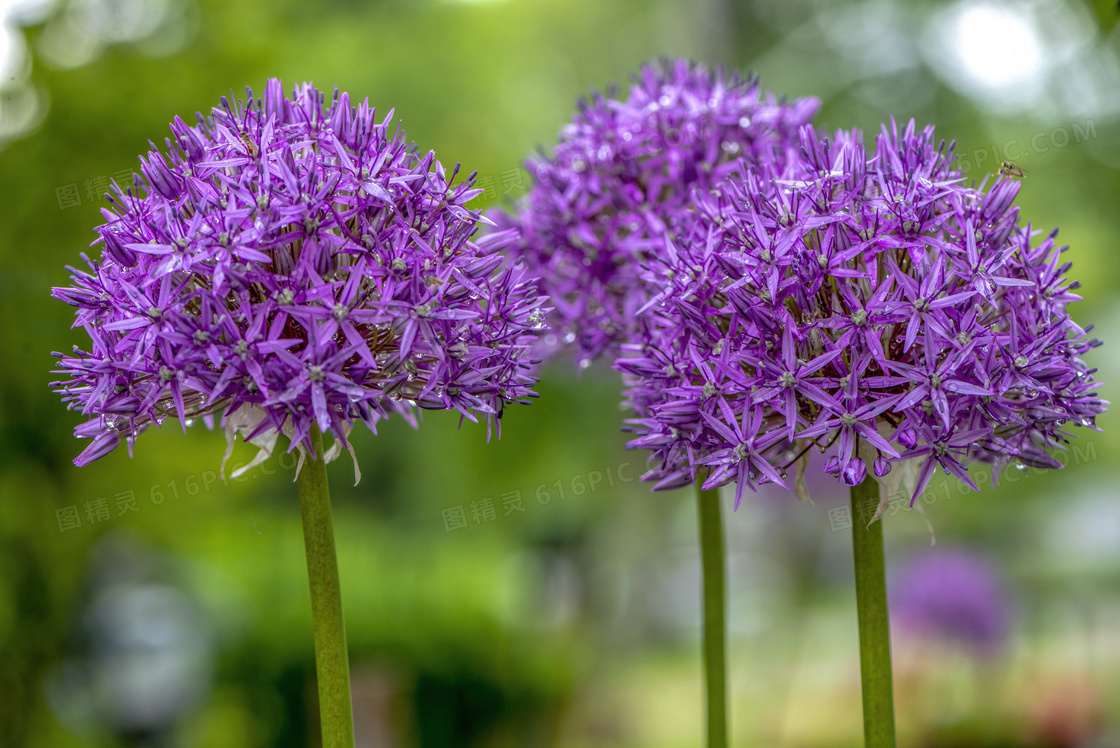 紫色鲜花植物近景特写摄影高清图片