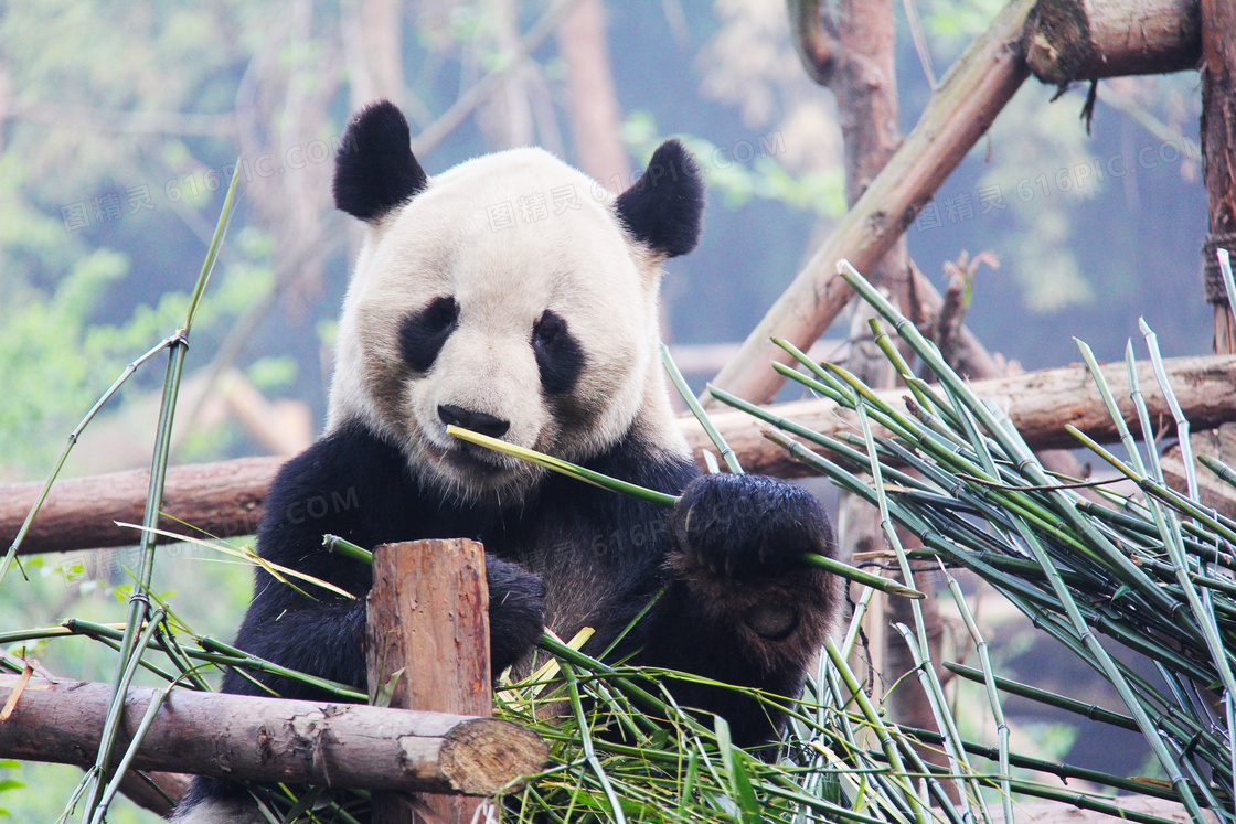 在津津有味啃竹子的大熊猫高清图片