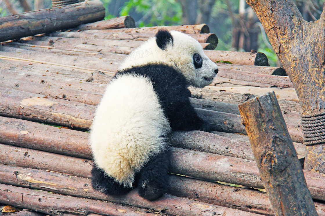 在木头上跑来跑去的大熊猫高清图片