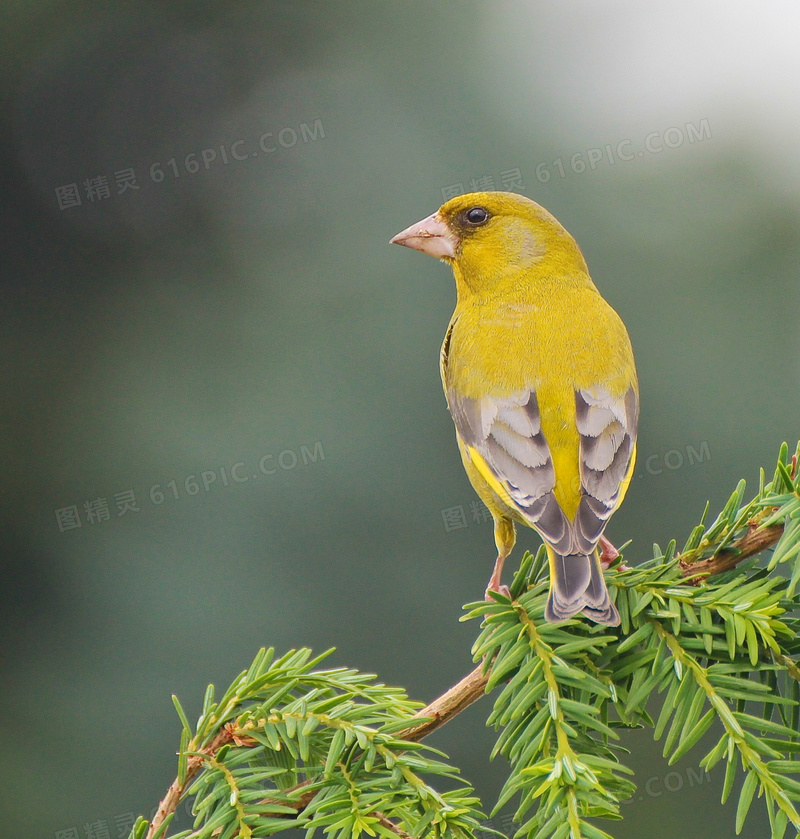 树枝上的黄色小鸟特写摄影高清图片