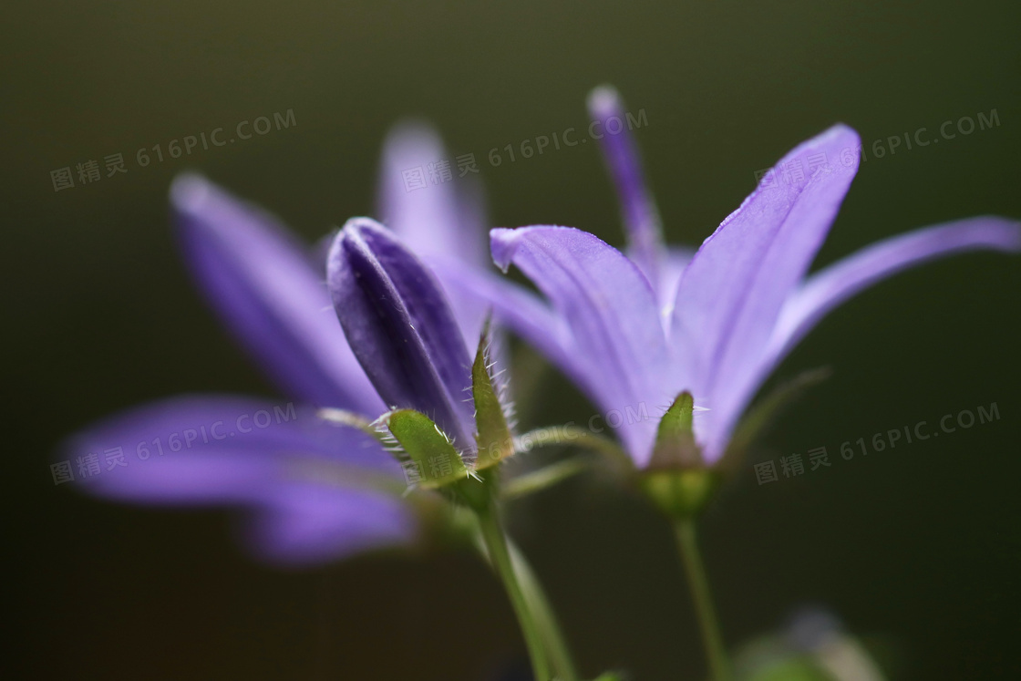 几朵紫色花朵近景特写摄影高清图片