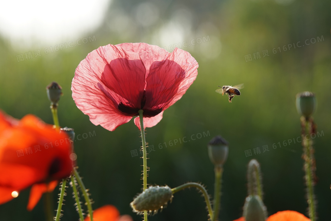 引来蜜蜂光临的红色花摄影高清图片