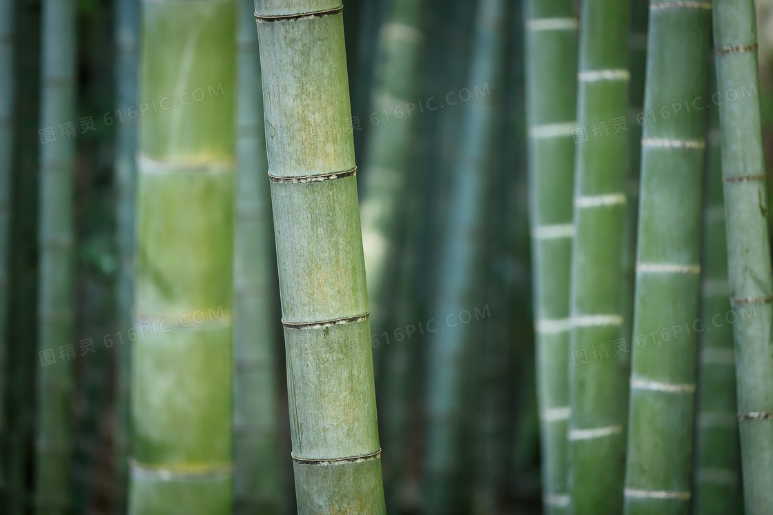 竹林里翠绿的竹子特写摄影高清图片