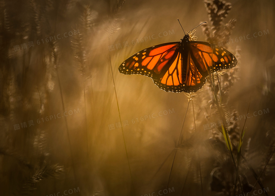 飞入草丛中的蝴蝶特写摄影高清图片