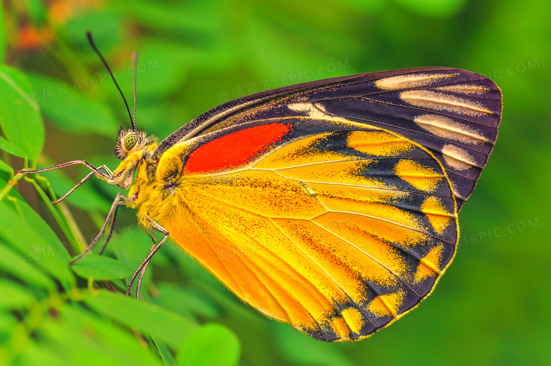 绿叶上的黄色蝴蝶特写摄影高清图片