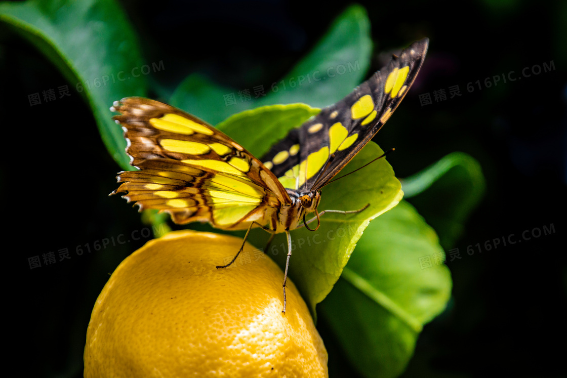 橘子上的蝴蝶近景特写摄影高清图片