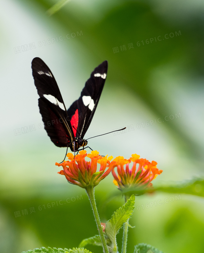 植物鲜花上的一只蝴蝶摄影高清图片