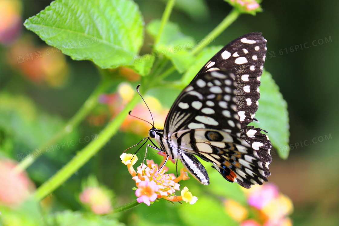 鲜花上的一只蝴蝶特写摄影高清图片