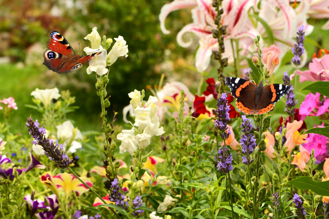 花草丛中的花蝴蝶特写摄影高清图片