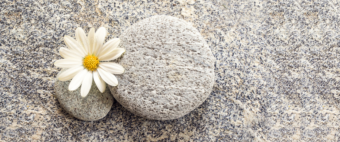 鹅卵石与一朵菊花特写摄影高清图片